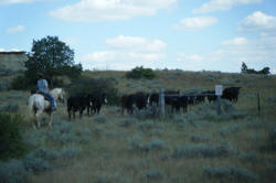 Aug 2009 Moving Cows